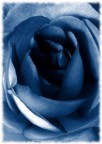 rosa rosa