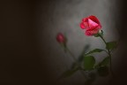 Le rose Le rose