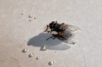 Mosquita Mosquita