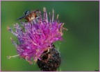 La mosca circense La mosca circense