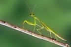 Mantide ( 2 foto )