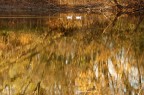 Riflessi Riflessi