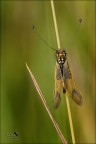 Libelloides Libelloides