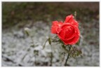 Rosa con neve
