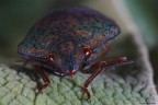 Sguardo languido ! Sguardo languido !