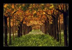 tunnel autunnale tunnel autunnale