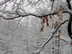 Colori nella neve