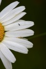 L'agguato L'agguato