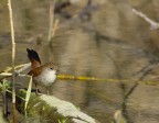 usignolodi fiume usignolodi fiume