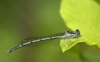 Platycnemis pennipes Platycnemis pennipes