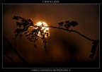 lion's land