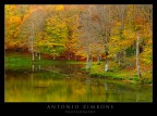 il bosco e il lago il bosco e il lago
