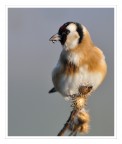 cardellino cardellino