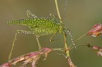 Phaneroptera falcata