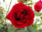 rosa rosa