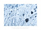 Winter Texture Winter Texture