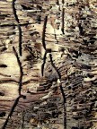 corteccia corteccia