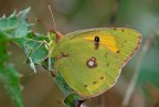 Colias crocea Colias crocea
