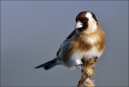 il solito cardellino il solito cardellino