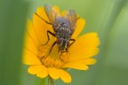 mosca (sguardo) mosca (sguardo)