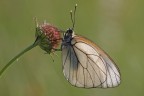 Pieride del biancospino
