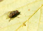 Mosca Mosca