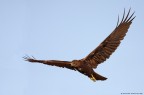 FALCO DI PALUDE FALCO DI PALUDE