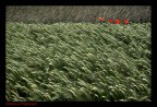 Grano e papaveri Grano e papaveri