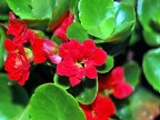 fiore fiore