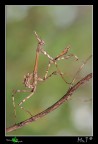 Empusidae....ancora... Empusidae....ancora...