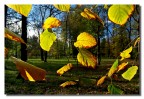 Si sta come d'autunno sugli alberi le foglie - G. Ungaretti Si sta come d'autunno sugli alberi le foglie - G. Ungaretti