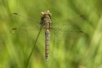 Orthetrum coerulescens (f) Orthetrum coerulescens (f)