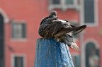 Piccione sul palo d'ormeggio a Venezia
CANON EOS 400d (2007)
CANON EF 24-105mm L IS USM
ISO 100
a 105mm
f/5
1/200s
a mano libera
IS on
no filtri
CROP
- 0.00 EV