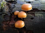 Galerina Marginata