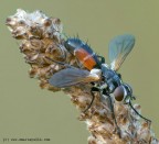 Cylindromya brassicaria