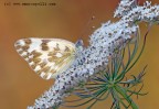 Pontia edusa Pontia edusa