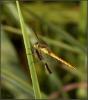 libellula