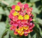 Un bellissimo fiore nato nelle campagne siciliane. La foto l'ho scattata durante un camping a Cattolica Eraclea.
Critiche e commenti sempre accetti.