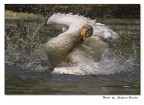 Giochi d'acqua Giochi d'acqua