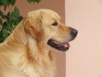Cane Cane