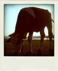 Moo Moo