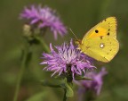 Colias crocea