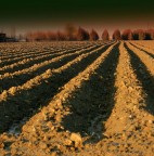 L'aratro segna il solco..(Bassa Bolognese)