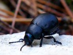 Bug Bug