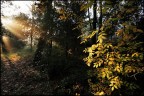 A new light in the Wood A new light in the Wood
