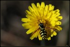 giallo nero giallo nero
