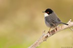 Sylvia melanocephala Sylvia melanocephala