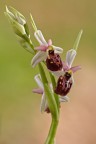 orchidee - fra poco tornano....... orchidee - fra poco tornano.......