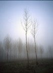 family trees family trees