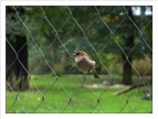 Sparrow Sparrow